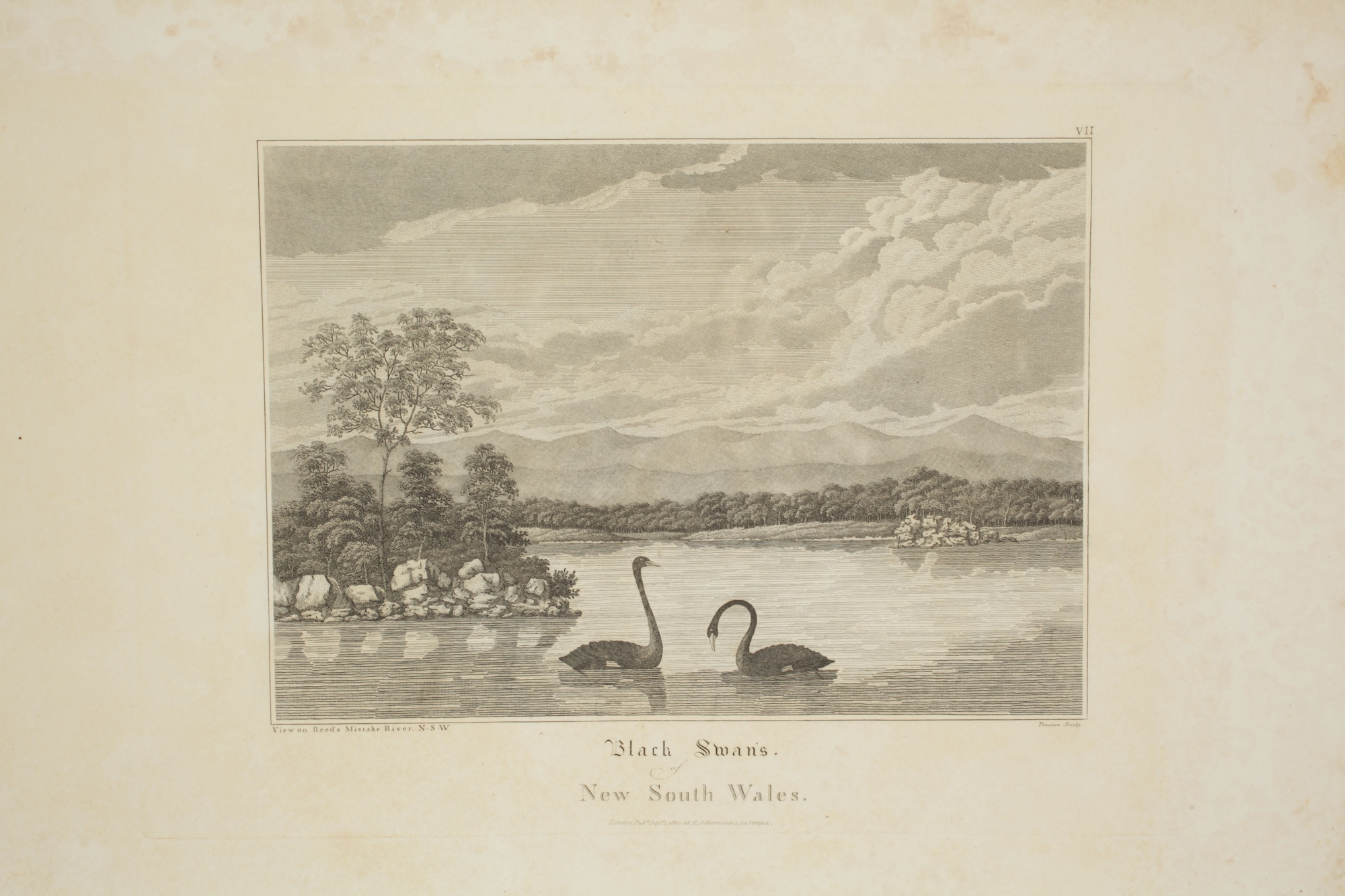 An engraving of two black swans swimming on a serene river in New South Wales, surrounded by lush trees and distant mountains.