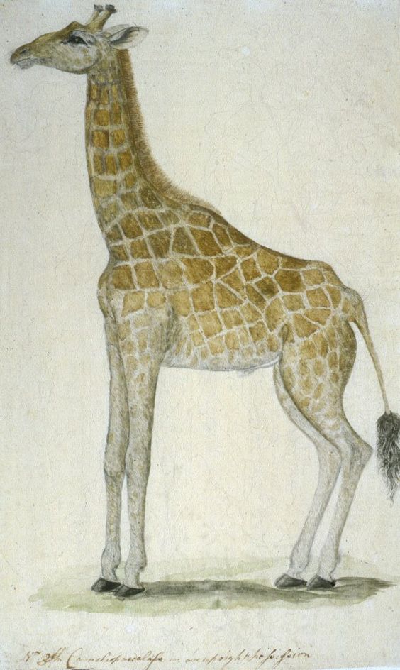 A detailed illustration of a giraffe standing upright, showcasing its long neck and patterned coat against a light background.